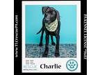Charlie (party Of Five Pups) 040624 Copy #2, Labrador Retriever For Adoption In