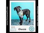 Owen (party Of Five Pups) 040624, Labrador Retriever For Adoption In Kimberton