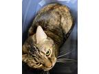 Shiloh 120691, Domestic Shorthair For Adoption In Joplin, Missouri