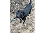 Lil' Mac, Labrador Retriever For Adoption In Athens, Tennessee