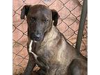 Ziggy, Labrador Retriever For Adoption In Athens, Tennessee