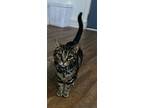 Tom, Domestic Shorthair For Adoption In Massillon, Ohio