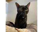 Gwen, Domestic Shorthair For Adoption In Virginia Beach, Virginia