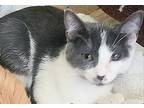Potter, Domestic Shorthair For Adoption In Buhl, Idaho
