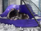 Coco - Kitchener, Rat For Adoption In Kitchener, Ontario