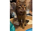 Lola, Domestic Shorthair For Adoption In Lewistown, Pennsylvania