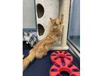 Marmalade - Kitchener, Maine Coon For Adoption In Kitchener, Ontario