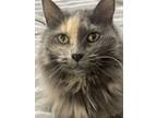 Miley-kitchener, Domestic Longhair For Adoption In Kitchener, Ontario