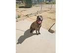 Charger, American Pit Bull Terrier For Adoption In California City, California