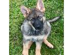 German Shepherd Dog Puppy for sale in Statesville, NC, USA