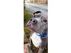 Blu, Staffordshire Bull Terrier For Adoption In Crossville, Tennessee