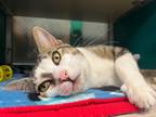 Chip, Domestic Shorthair For Adoption In Jacksonville, North Carolina