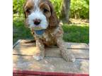 Cavapoo Puppy for sale in Lawrenceburg, IN, USA