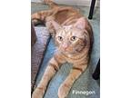 Finnegan, Domestic Shorthair For Adoption In Cincinnati, Ohio