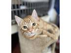 Crayon, Domestic Shorthair For Adoption In Salmon Arm, British Columbia