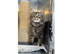 Timber Doodle, Domestic Mediumhair For Adoption In Salmon Arm, British Columbia