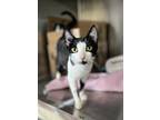 Lyra & Yoobi, Domestic Shorthair For Adoption In Salmon Arm, British Columbia