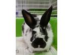 Bun Bane, English Spot For Adoption In Martinez,