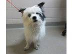 Toby, Terrier (unknown Type, Medium) For Adoption In Fort Collins, Colorado