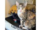 Rose, Domestic Shorthair For Adoption In Aberdeen, Washington