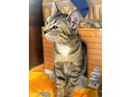 Rowdy, Domestic Shorthair For Adoption In Brockville, Ontario