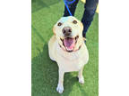 Coco, Labrador Retriever For Adoption In Burleson, Texas