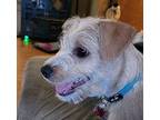 Jack (rain), Terrier (unknown Type, Small) For Adoption In Eugene, Oregon