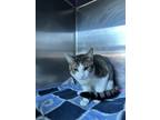 Sterling, Domestic Shorthair For Adoption In Chicago Heights, Illinois