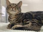 Mango, Domestic Shorthair For Adoption In Glenville, New York