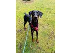 Chopper, Doberman Pinscher For Adoption In Lynnwood, Washington