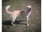 Lulu, Labrador Retriever For Adoption In El Reno, Oklahoma