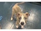 Miss Vanjie, American Staffordshire Terrier For Adoption In Phoenix, Arizona