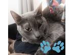 Liliana, Domestic Shorthair For Adoption In Sacramento, California