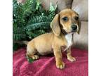 Dachshund Puppy for sale in Texarkana, TX, USA