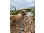 Hillary, Chesapeake Bay Retriever For Adoption In Raleigh, North Carolina