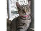 Kitty, Domestic Shorthair For Adoption In Clearwater, Florida