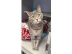 Bleu, Domestic Shorthair For Adoption In Carlisle, Iowa