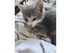 Filly, Domestic Shorthair For Adoption In Calgary, Alberta