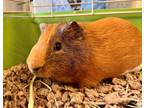 Chowder, Guinea Pig For Adoption In Frederick, Maryland