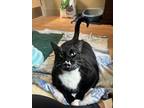 Spooky~23/24-0286, Domestic Shorthair For Adoption In Bangor, Maine