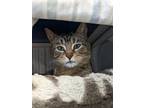 Tulip, Domestic Shorthair For Adoption In Guelph, Ontario