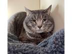 Buddy, Domestic Shorthair For Adoption In Arlington, Virginia