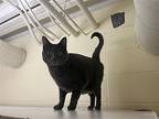 Sweetpea, Domestic Shorthair For Adoption In Maple Ridge, British Columbia