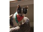 Rex Rm, Domestic Shorthair For Adoption In Rockaway, New Jersey
