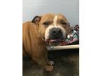 Lala, American Pit Bull Terrier For Adoption In Eau Claire, Wisconsin