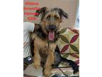 Kitana, Airedale Terrier For Adoption In Springfield, Virginia