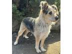 Cactus Jack, Wheaten Terrier For Adoption In Mishawaka, Indiana
