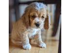 Cocker Spaniel Puppy for sale in North Rose, NY, USA