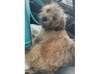 Paddington Princess, Wheaten Terrier For Adoption In Mishawaka, Indiana