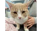 Eclipse, Domestic Shorthair For Adoption In Kingston, Ontario